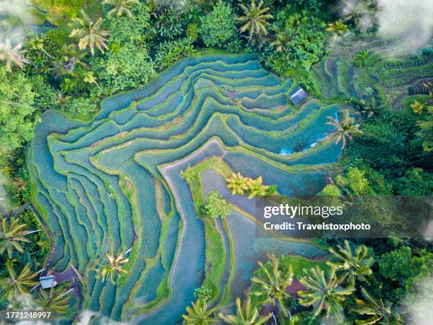 scenic rice field terrace from above with clouds. sustainable rice cultivation. sustainable food production. sustainable agriculture. visually impressive agriculture with man-made forms and structures. organic farming. sustainability. - environmental stewardship stock pictures, royalty-free photos & images