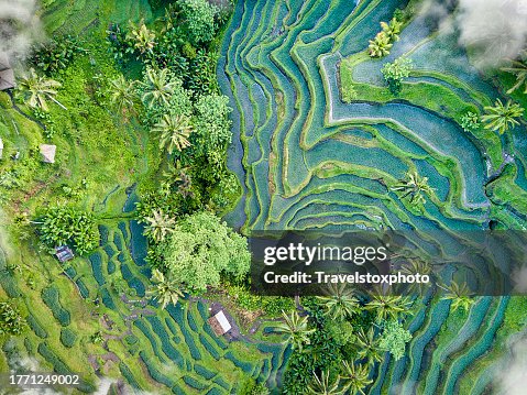 Scenic rice field terrace from above with clouds. Sustainable rice cultivation. Sustainable food production. Sustainable agriculture. Visually impressive agriculture with man-made forms and structures. Organic farming. Sustainability. Scenic rice field terrace from above with clouds. Sustainable rice cultivation. Sustainable food production. Sustainable agriculture. Visually impressive agriculture with man-made forms and structures. Organic farming. Sustainability.