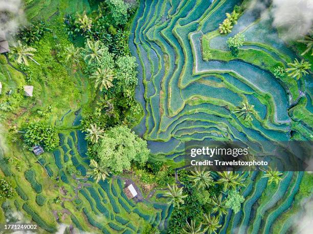 scenic rice field terrace from above with clouds. sustainable rice cultivation. sustainable food production. sustainable agriculture. visually impressive agriculture with man-made forms and structures. organic farming. sustainability. - indonesia foto e immagini stock