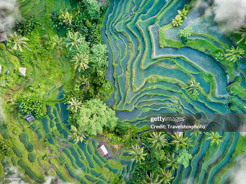 Scenic rice field terrace from above with clouds. Sustainable rice cultivation. Sustainable food production. Sustainable agriculture. Visually impressive agriculture with man-made forms and structures. Organic farming. Sustainability.
