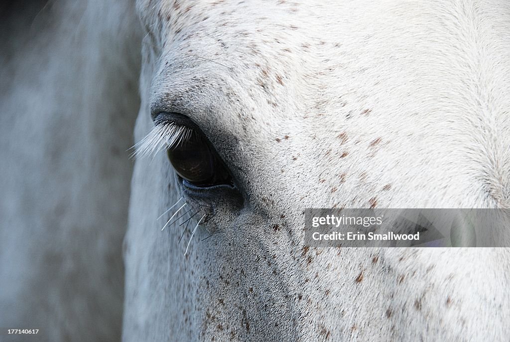 Dappled grey horse eye lashes