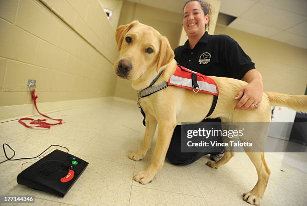 Lion Foundation Of Canda diabetic alert dog guide trainer Erika Ott with Nettle a female yellow Labrador trains to hit a the alert sytem to notify...