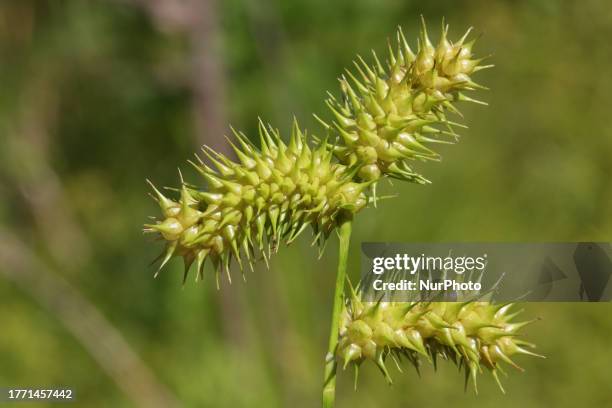 Porcupine sedge growing in Markham, Ontario, Canada, on July 03, 2023.