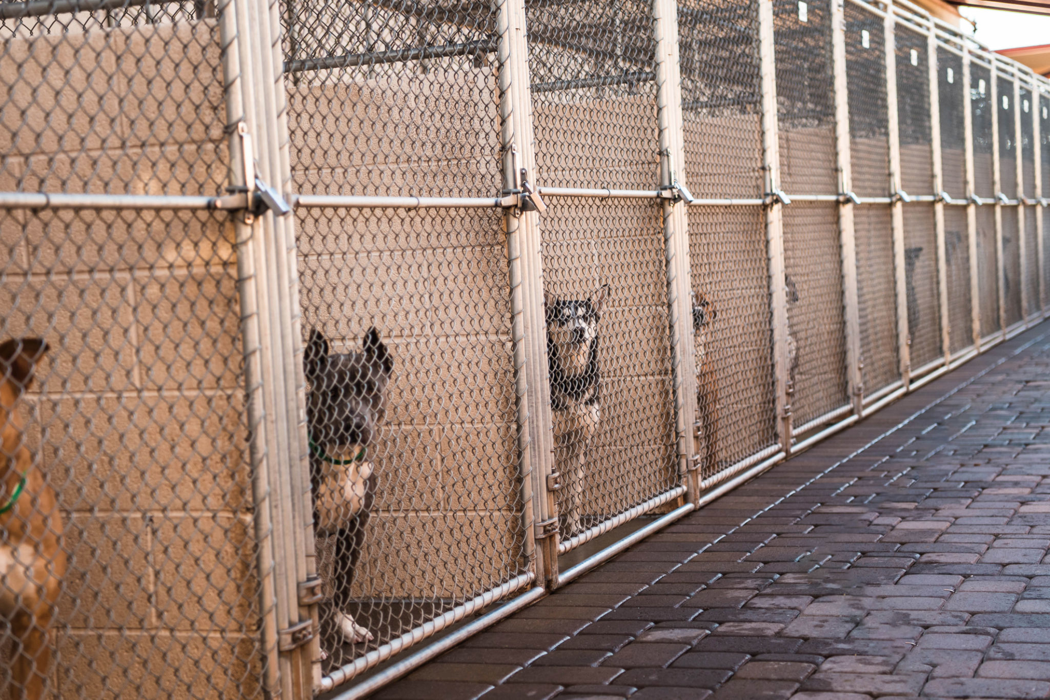 dog kennel