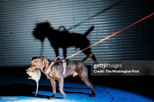 Dogs Hunt Rats 340 Rat Hunting Stock Photos, High-Res Pictures, and Images - Getty Images