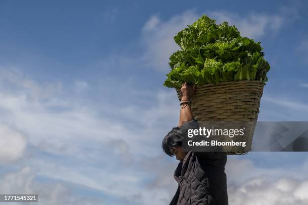 Farmer carries a basket of harvested Chinese cabbage at a farm in Atok town, Benguet province, the Philippines, on Sunday, Nov. 5, 2023. Global food...