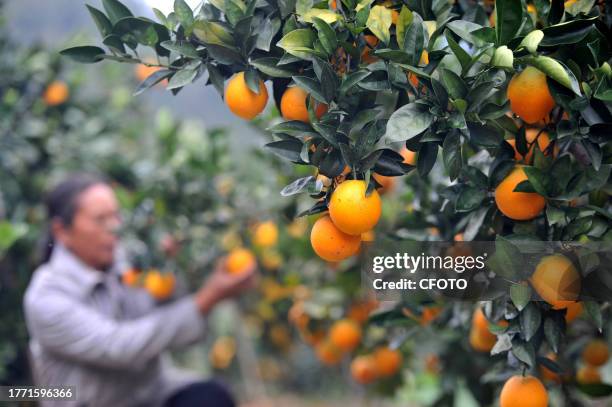 Farmers pick navel oranges at Jinhe village in Qiandongnan, Southwest China's Guizhou Province, Nov 9, 2023.