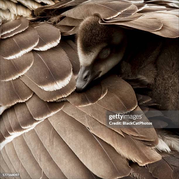 Under Wing 1,196 Bird Under Wing Stock Photos, High-Res Pictures, and Images ...