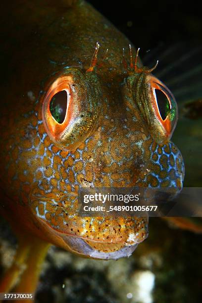 eating gum - blenny stock pictures, royalty-free photos & images
