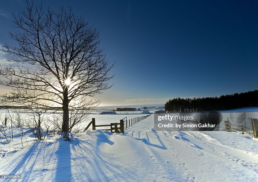 Sunny winter landscape in Northumberland