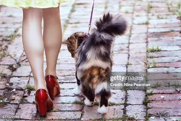 walking the cat - cat back stockfoto's en -beelden