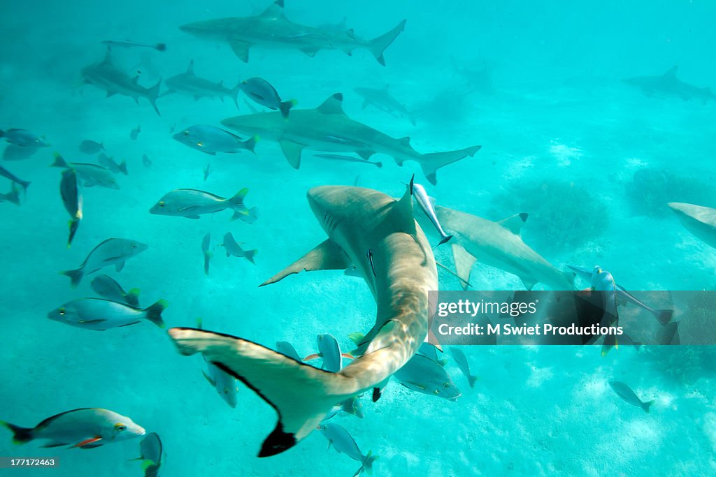 Tahiti sharks