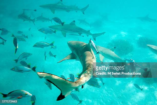 tahiti sharks - tuamotus imagens e fotografias de stock