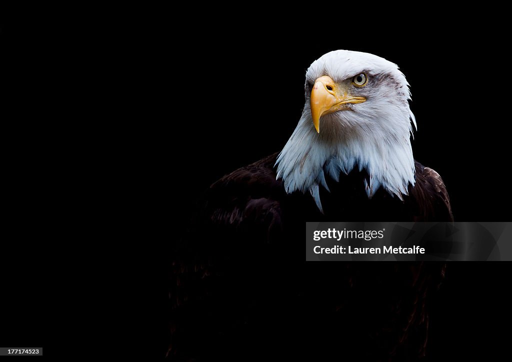 The eagle