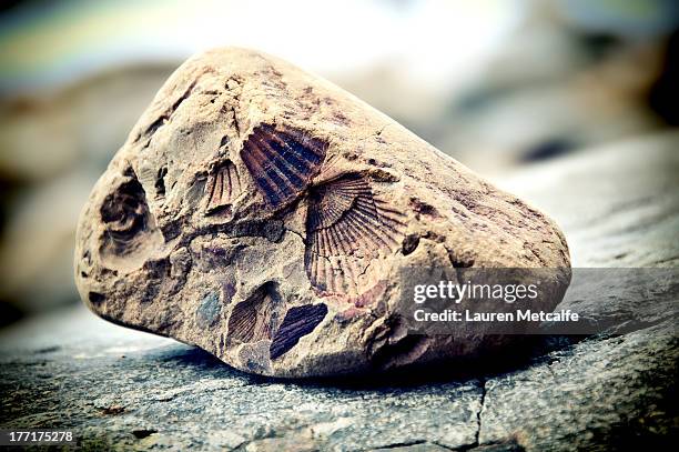 Fossil Inprint 488 Fossil Imprints Stock Photos, High-Res Pictures, and Images - Getty ...