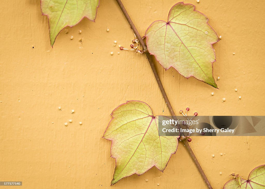 Boston ivy close up