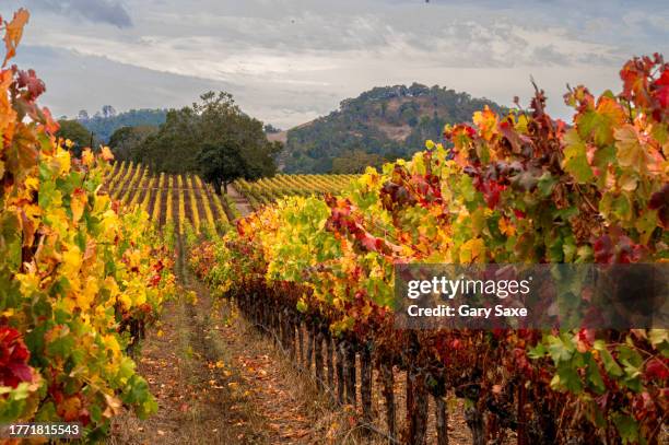colorful vineyard in fall, sonoma county, california - autumn winery stock pictures, royalty-free photos & images