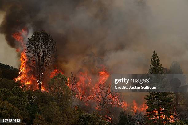 Fire consumes trees along US highway 120 as the Rim Fire burns out of control on August 21, 2013 in Groveland, California. The Rim Fire continues to...