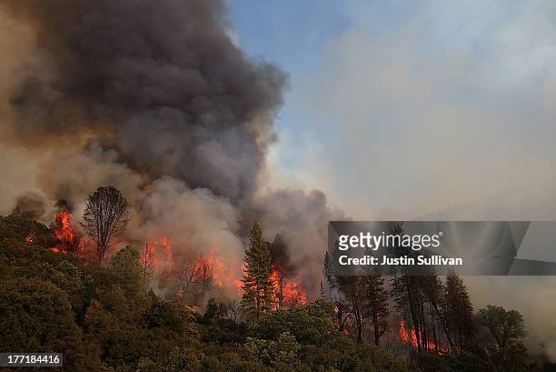 Fire consumes trees along US highway 120 as the Rim Fire burns out of control on August 21, 2013 in Groveland, California. The Rim Fire continues to...