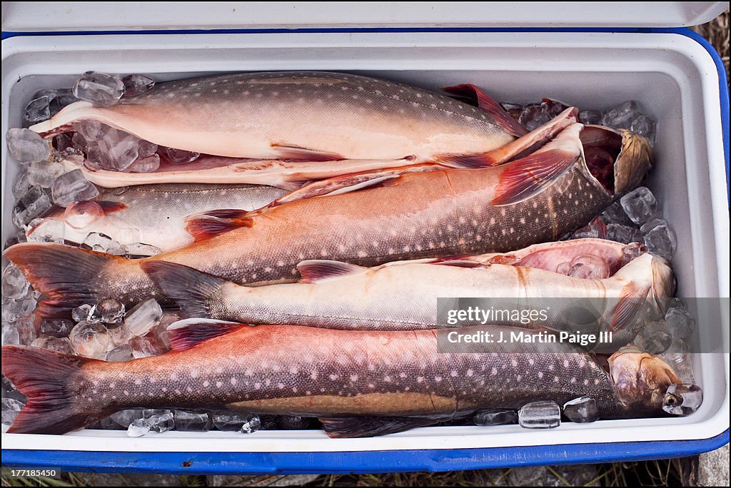 Arctic Charr on Ice