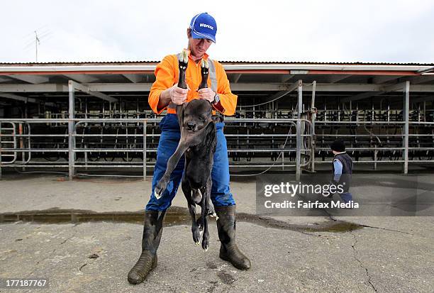 Farmer Neil Davy holds a stillborn deformed calf on his dairy farm, on August 20, 2013 in New Plymouth, New Zealand. The calf was stillborn with one...