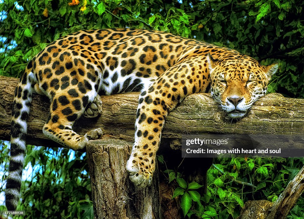 Dösender Jaguar