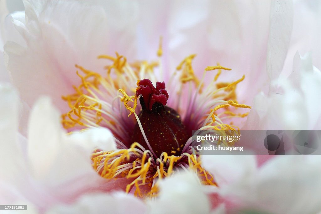 Peony flower