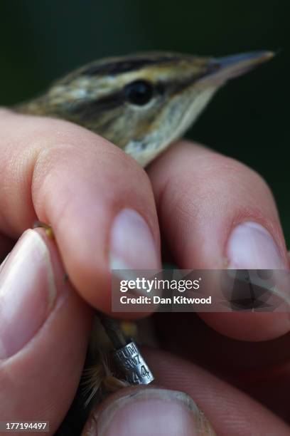 Warbler Ringing 70 Photos & High Res Pictures - Getty Images