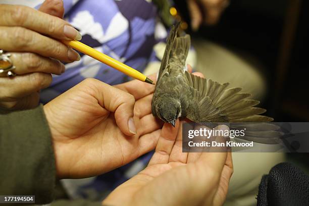 Bird Ringing England 70 Birds Are Recorded At One Of The Worlds Largest Ringing Stations ...