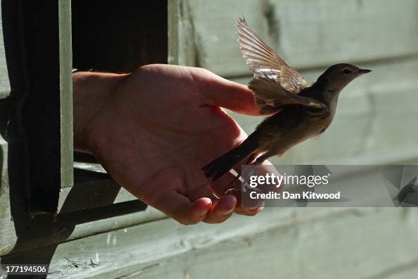 Warbler Ringing A warbler is released from the ringing hut after being recorded on a ...