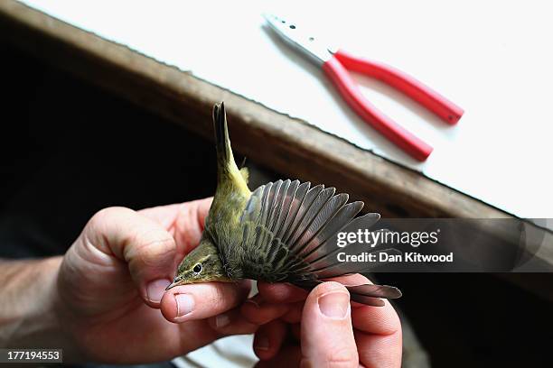 Bird Ringing England 70 Birds Are Recorded At One Of The Worlds Largest Ringing Stations ...