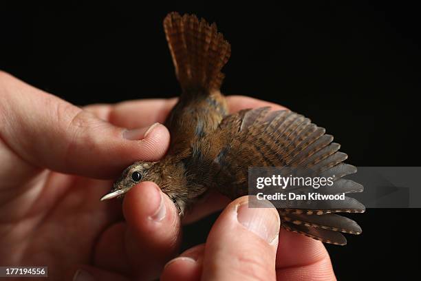 Bird Ringing England 70 Birds Are Recorded At One Of The Worlds Largest Ringing Stations ...