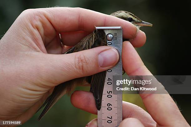 Bird Ringing Ruler 70 Birds Are Recorded At One Of The Worlds Largest Ringing Stations ...