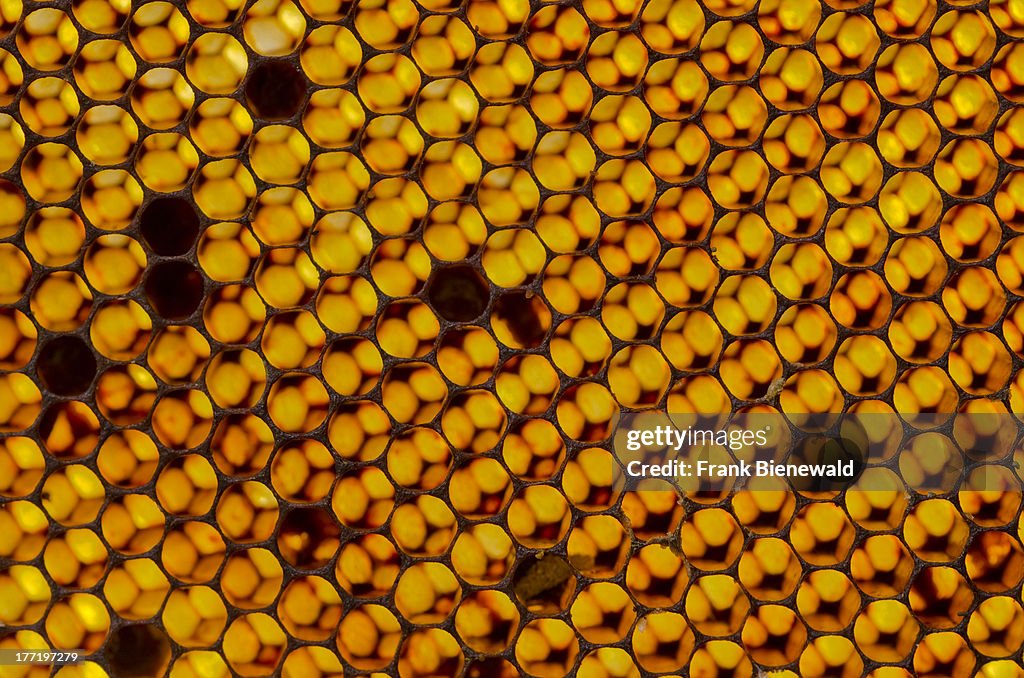 Honeycomb of the Carniolan honey bee (Apis mellifera carnica...