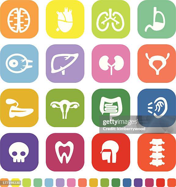 organ icon - human pancreas stock illustrations