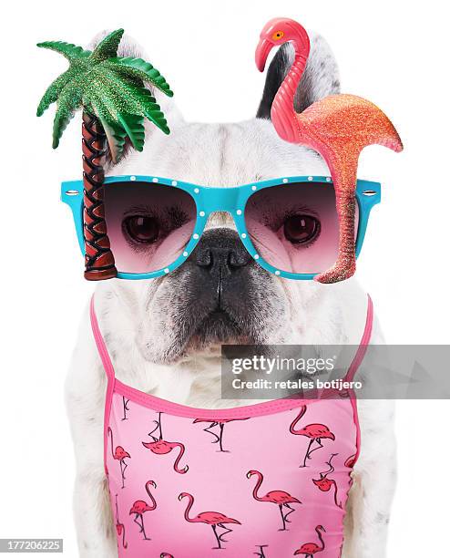 funny dog  wears flamingo glasses