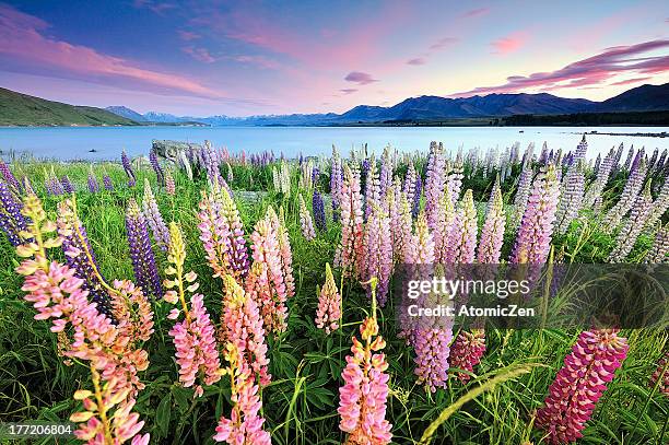 russel lupines at lake tekapo - lake tekapo new zealand stock pictures, royalty-free photos & images