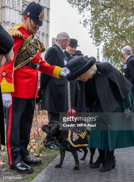 Queen Camilla greets a dog as she attends The 95th Year Of The Field Of Remembrance at Westminster Abbey on November 9, 2023 in London, England. For...