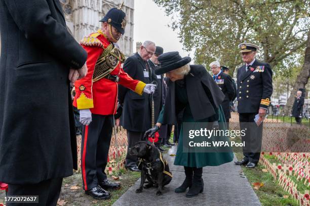 Queen Camilla greets a dog as she attends The 95th Year Of The Field Of Remembrance at Westminster Abbey on November 9, 2023 in London, England. For...