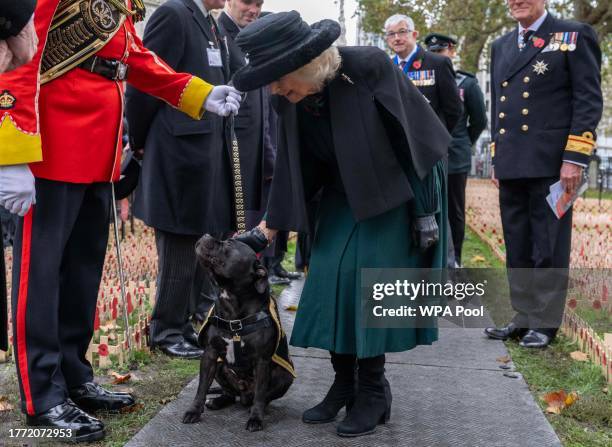 Queen Camilla greets a dog as she attends The 95th Year Of The Field Of Remembrance at Westminster Abbey on November 9, 2023 in London, England. For...