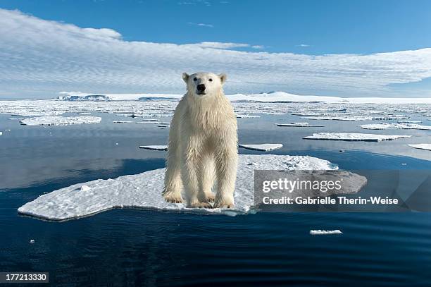 polar bear - packeis stock-fotos und bilder