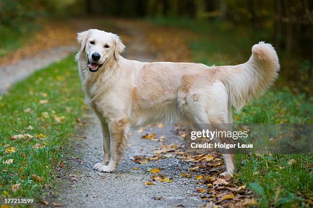 beautiful golden retriever dog moana - perro de pura raza fotografías e imágenes de stock