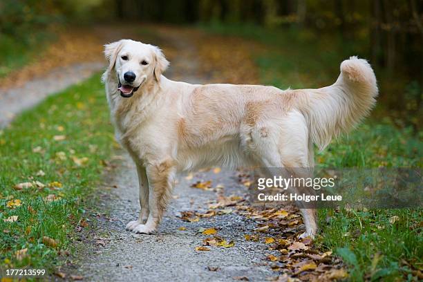 beautiful golden retriever dog moana - golden retriever stockfoto's en -beelden