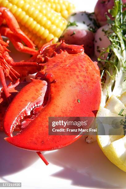 cooked lobster - newport rhode island stock pictures, royalty-free photos & images