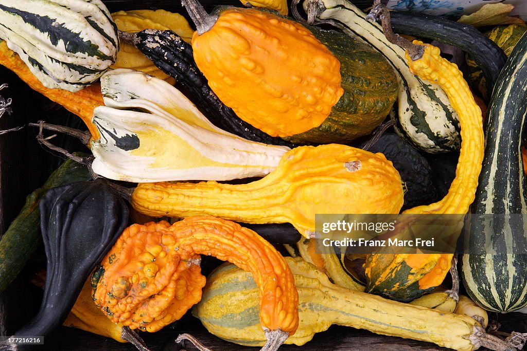 Squash at a sales stand at a country store