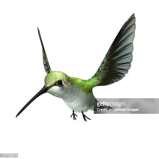 a green hummingbird flying on white - hummingbirds stock-fotos und bilder