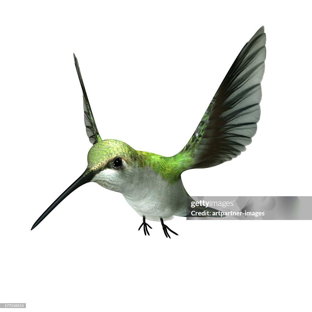 A green hummingbird flying on white