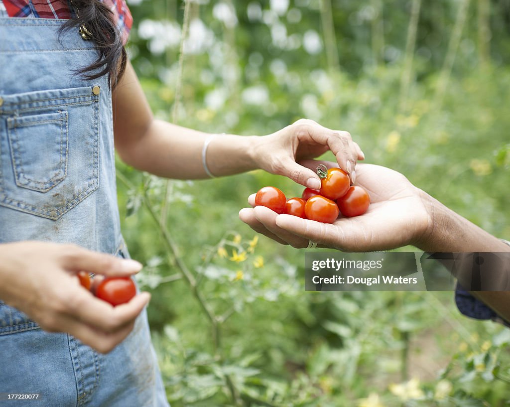 Hands passing freshly picked tomatoes.