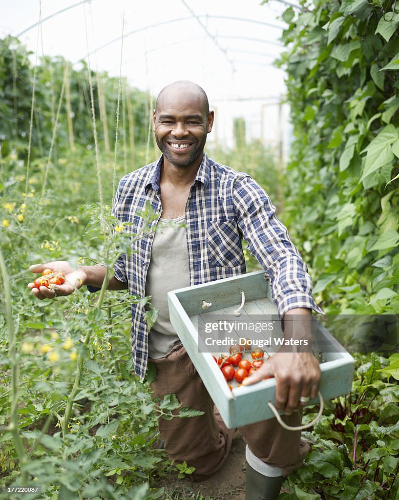 Man in poly tunnel with freshly picked tomatoes.