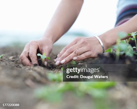 Woman planting seedlings. Woman planting seedlings.